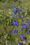 Alabama larkspur